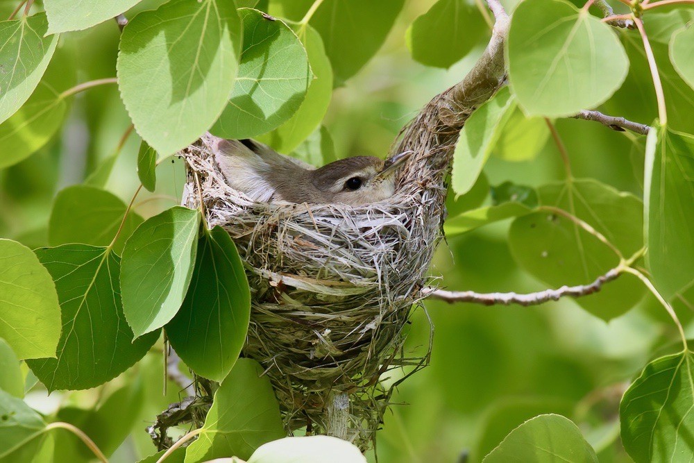 Warbling Vireo (Vireo gilvus) on nest, Ruby Mountains, Nevada by Gary L. Clark is licensed under CC BY-SA 4.0.